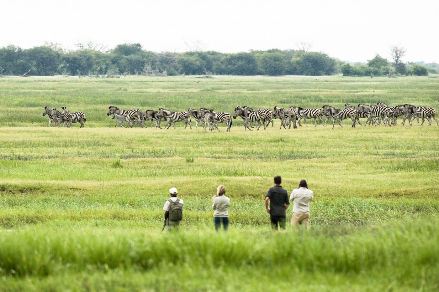 Guests on a walking safari near grazing zebras at Muchenje Safari Lodge