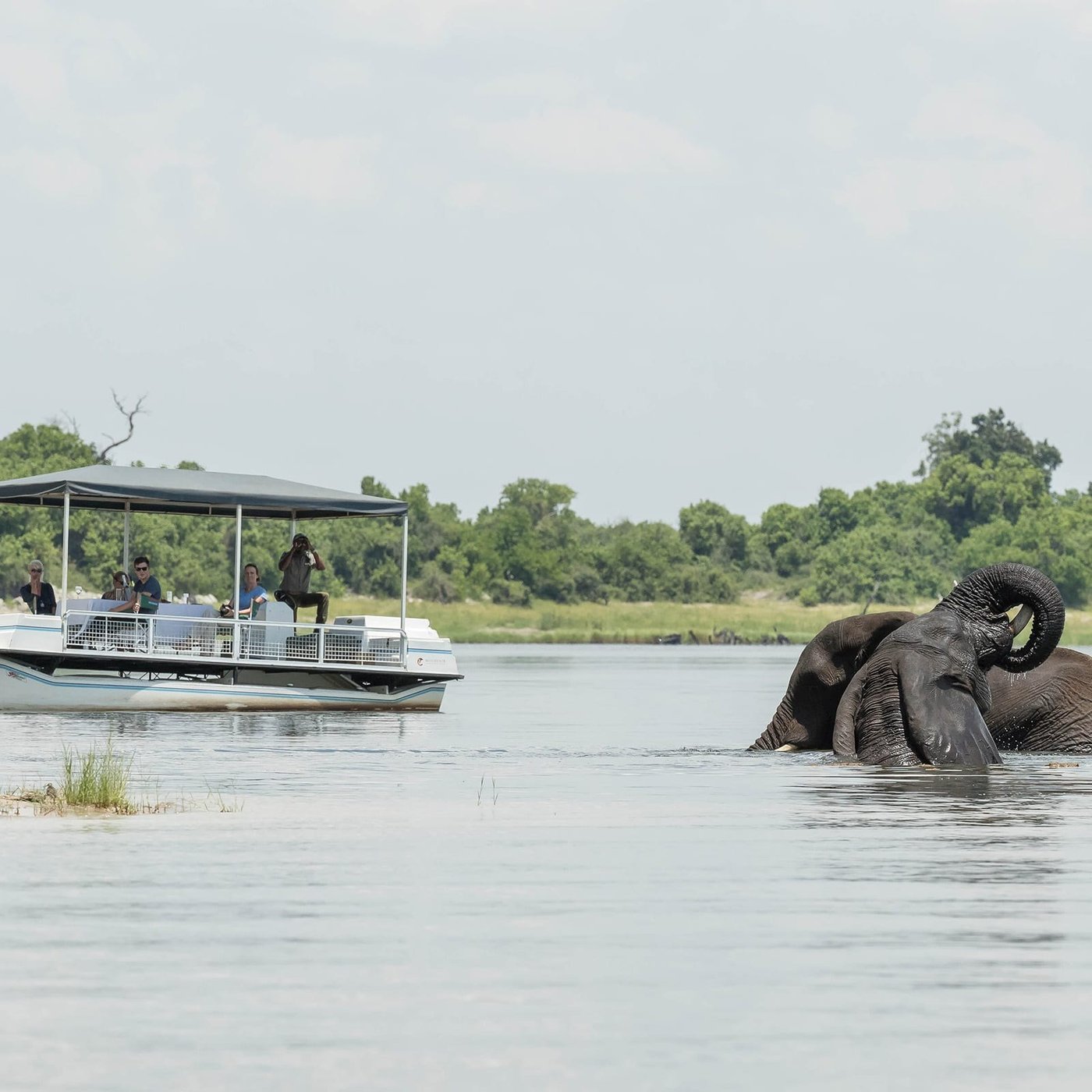 Elephant swimming beside a safari boat on the river at Muchenje Safari Lodge