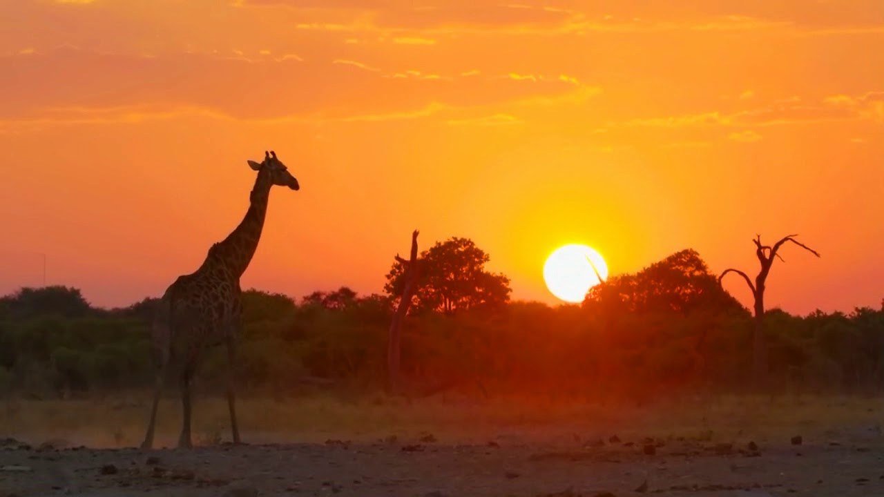Giraffe silhouetted against the sunset near Nogatsaa Campsite