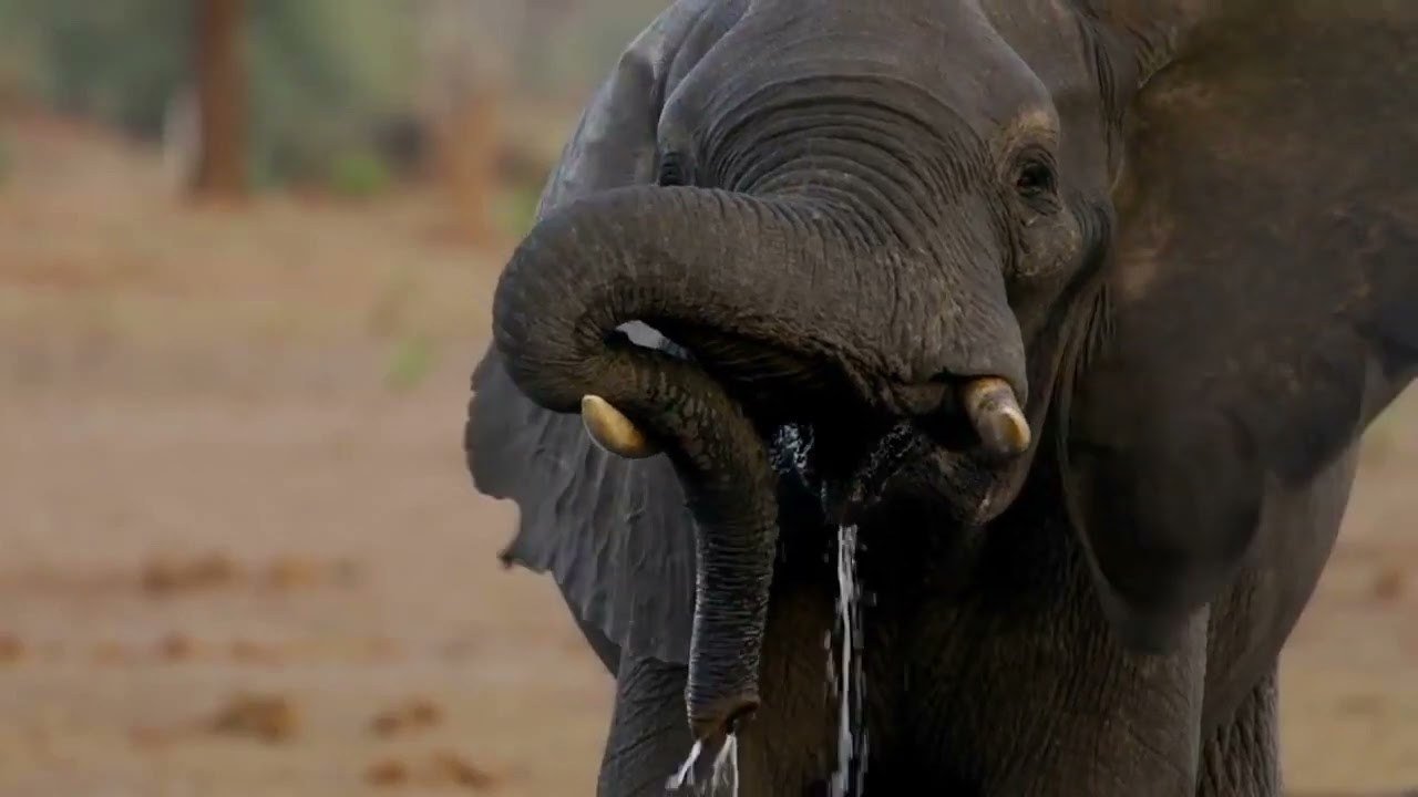 Close-up of an elephant's trunk drinking water near Nogatsaa Campsite