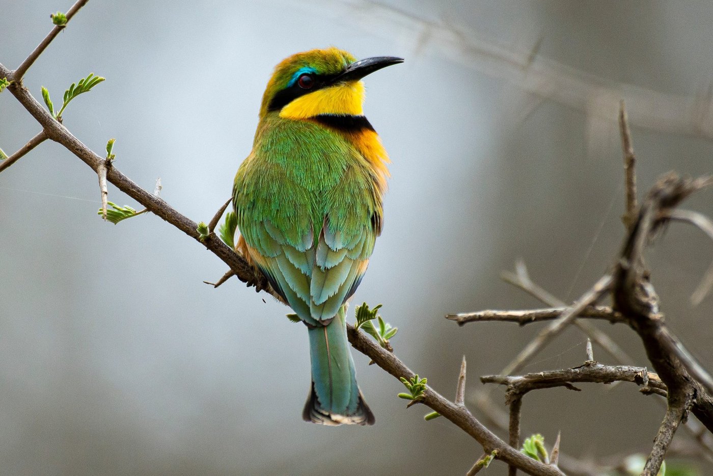 Colorful bee-eater perched on a branch near Nogatsaa Campsite