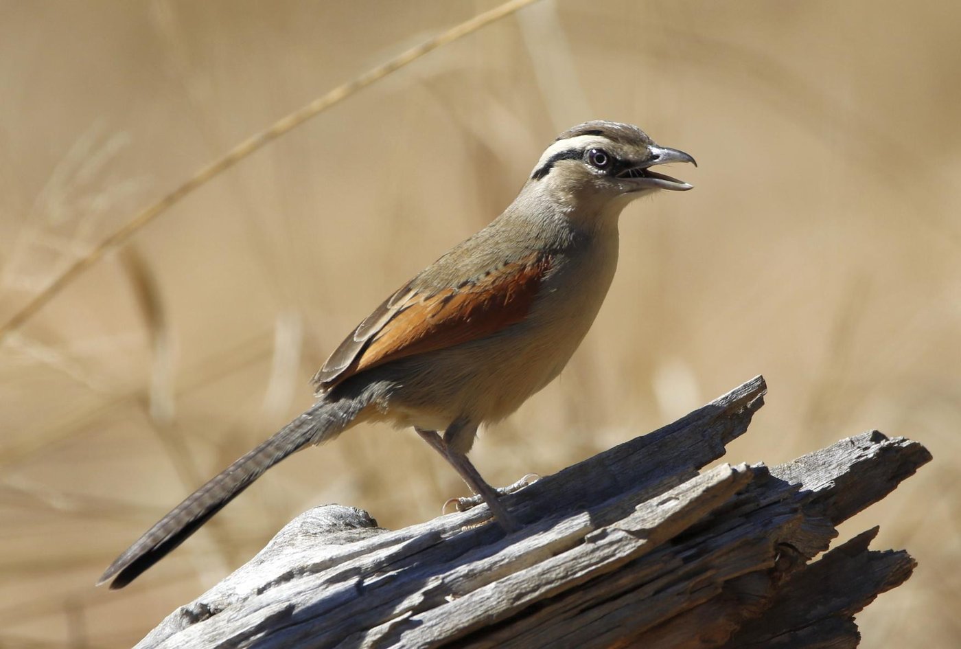 Small bird perched on a weathered log near Nogatsaa Campsite