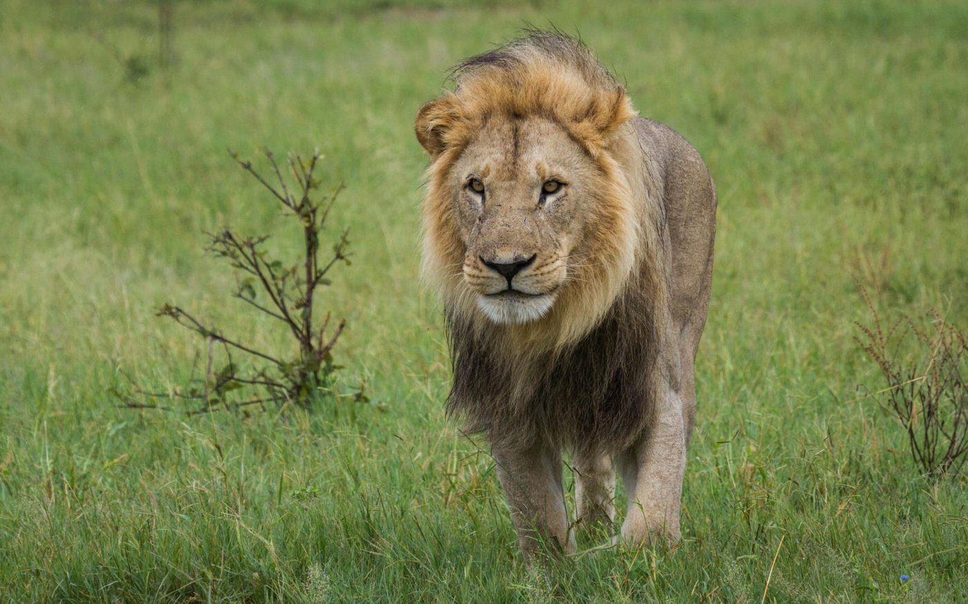 Lion walking through green grass near Savute Safari Lodge