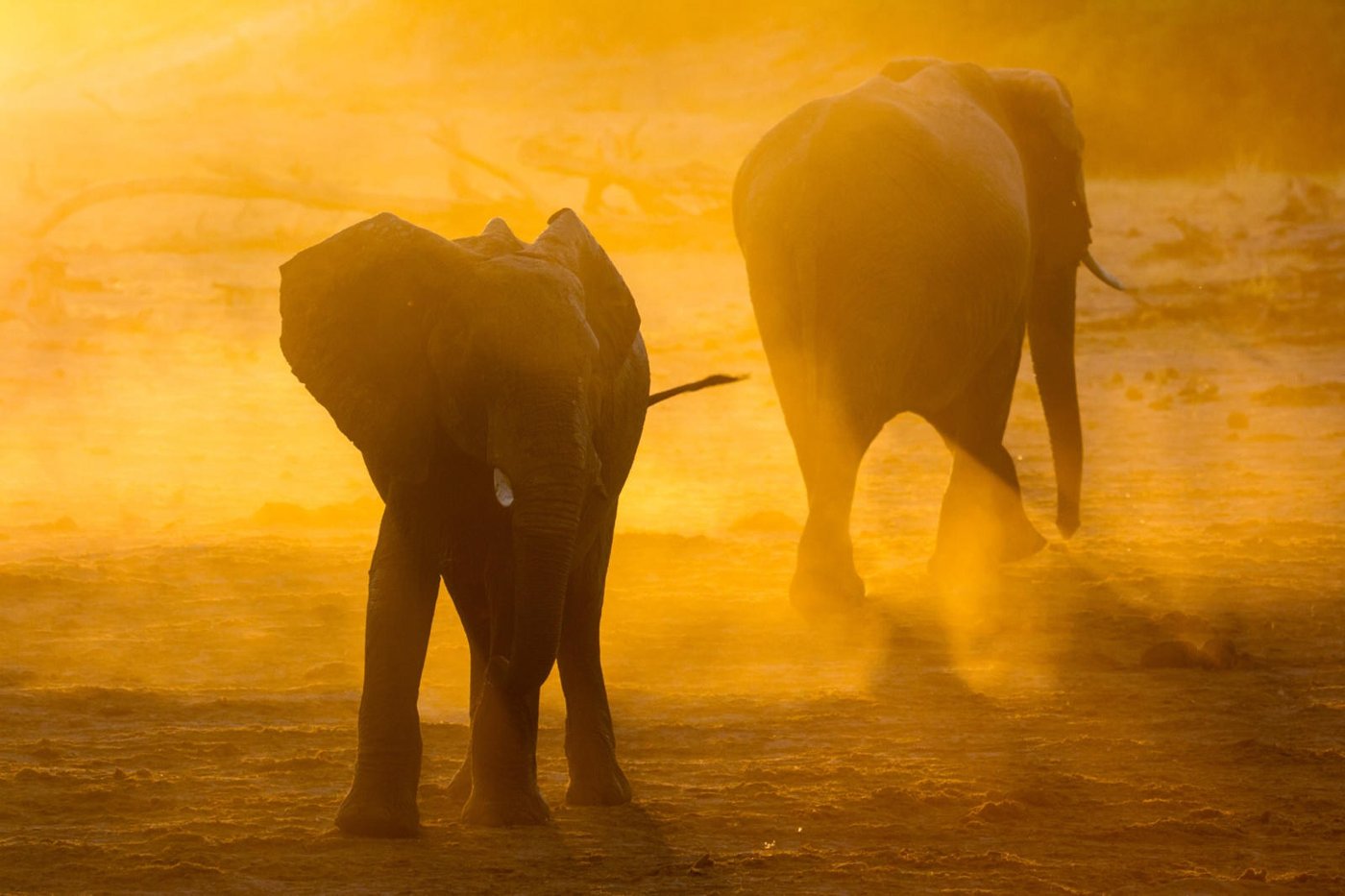 Elephants walking through golden dust at sunset near Savute Safari Lodge