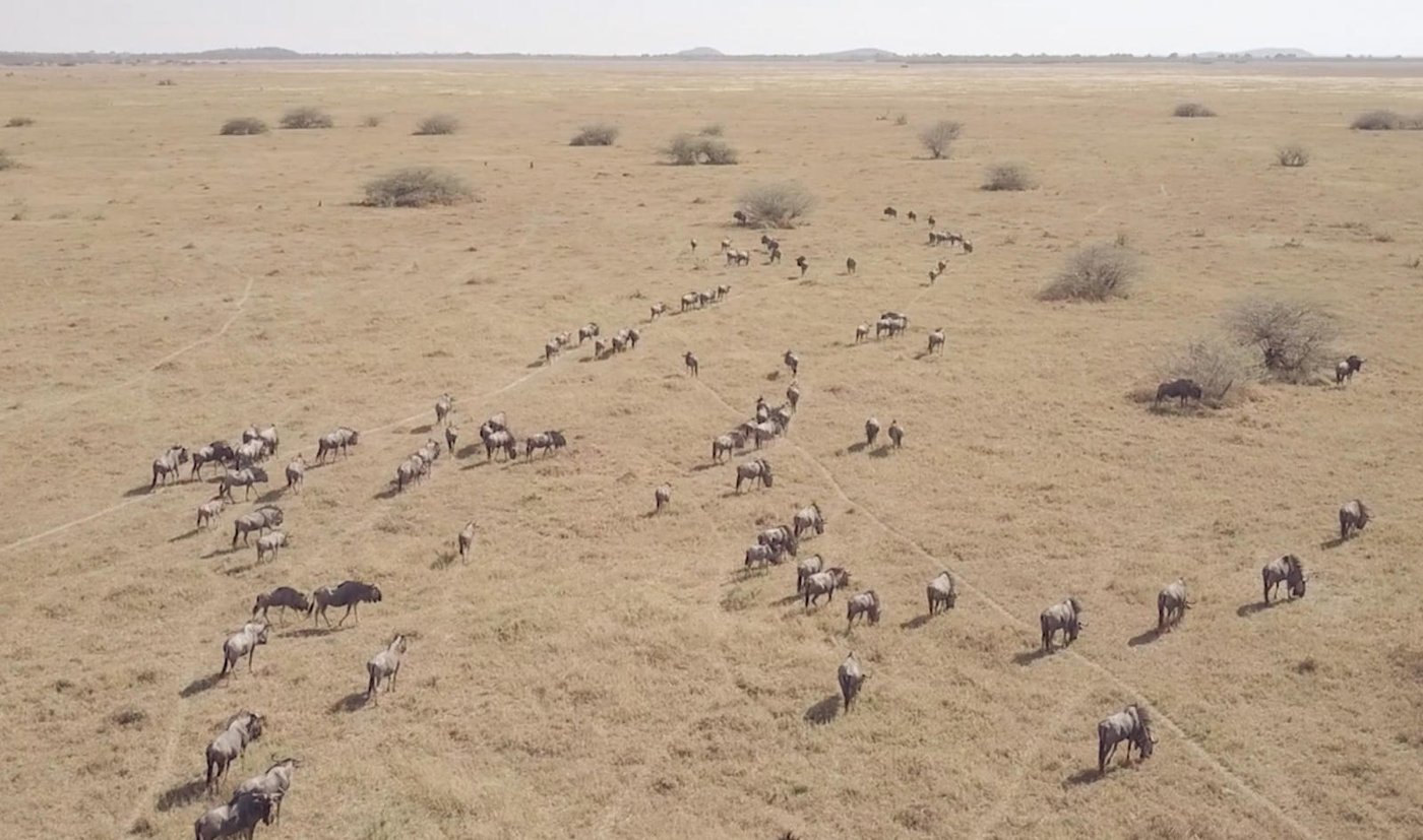 Aerial view of sand trails converging near a waterhole at Savute Safari Lodge