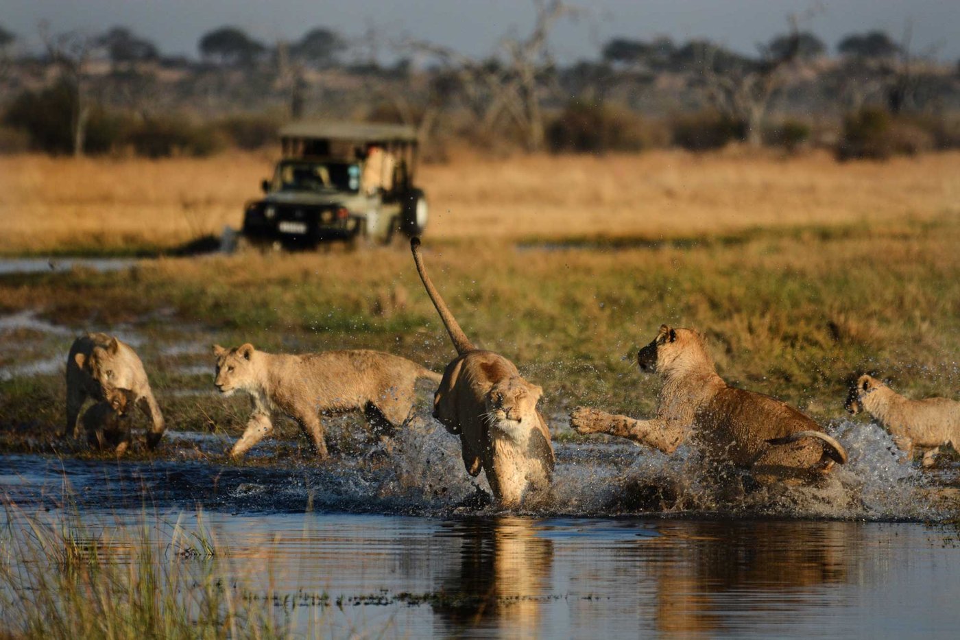 Pride of lions splashing through shallow water near Savuti Campsite