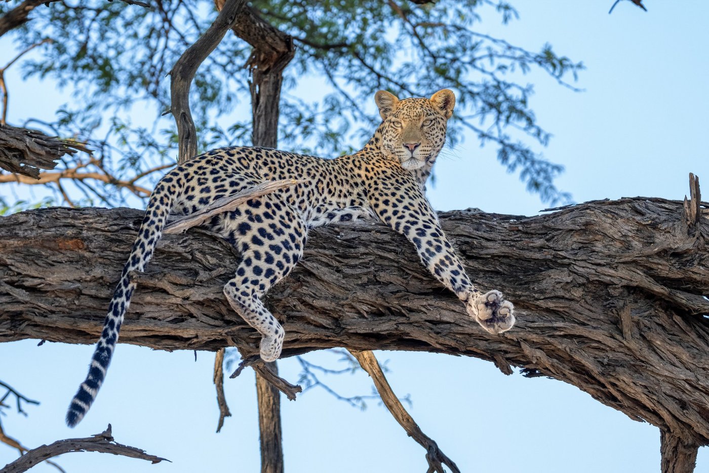 Leopard resting on a tree branch near Savuti Campsite