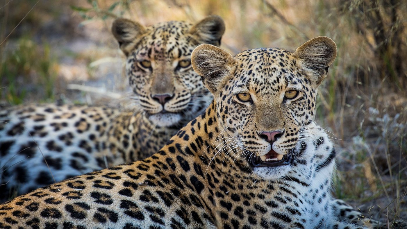 Two leopards together in the grass near Selinda Camp