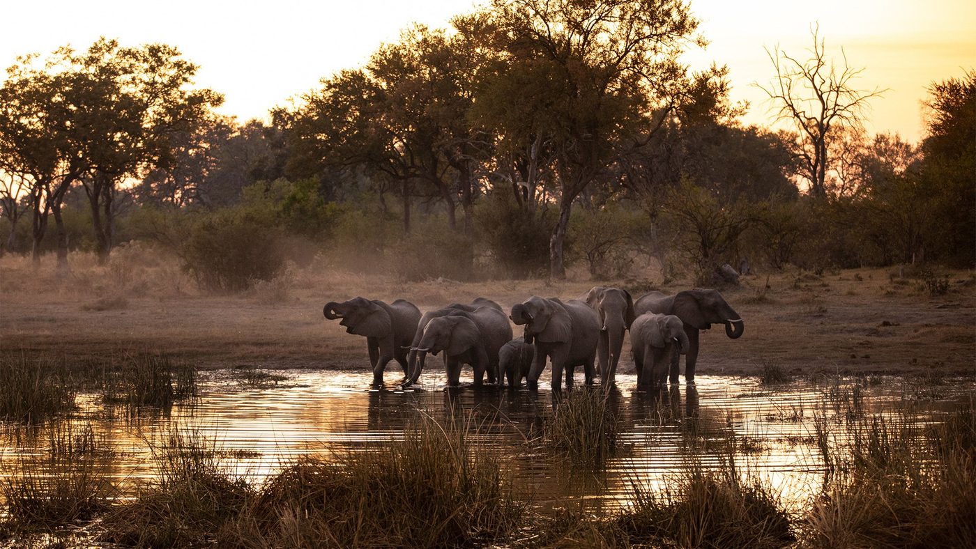 Elephants silhouetted at the waterhole at dusk near Selinda Camp