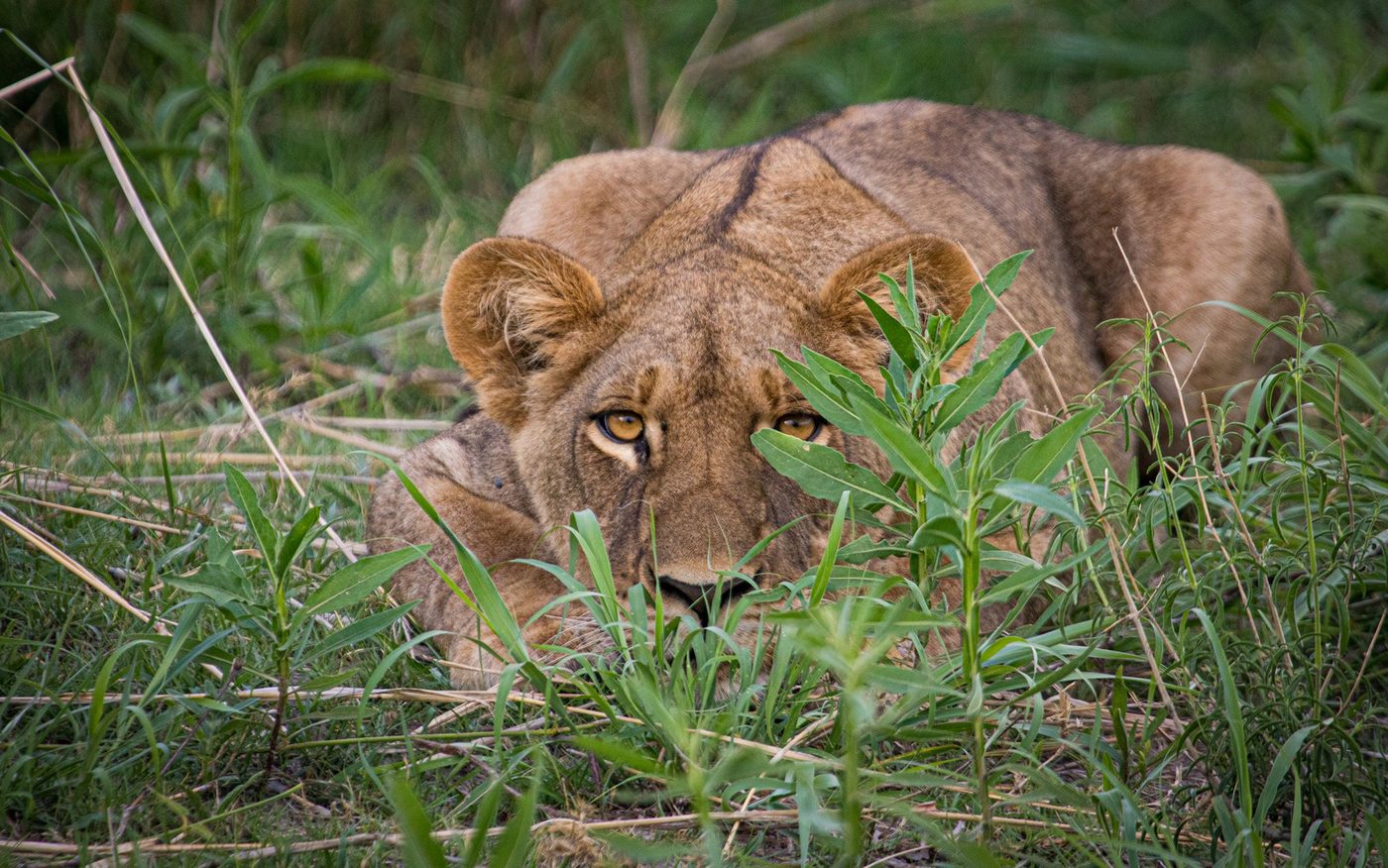 Close-up portrait of a lioness near Selinda Explorers Camp