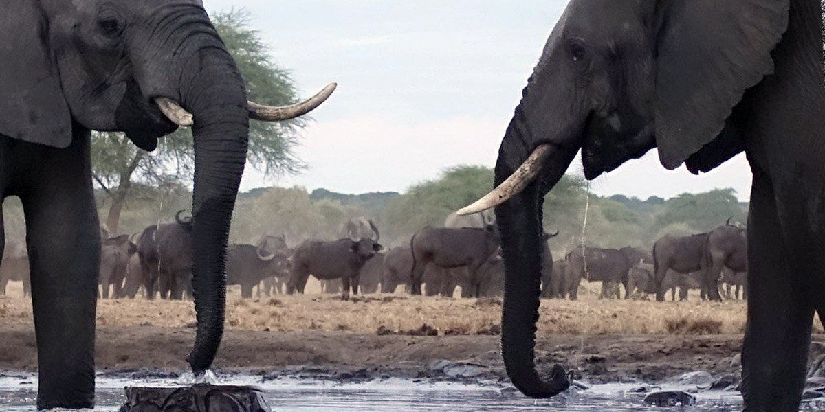 Elephant with large tusks drinking at the waterhole at Senyati Safari Camp