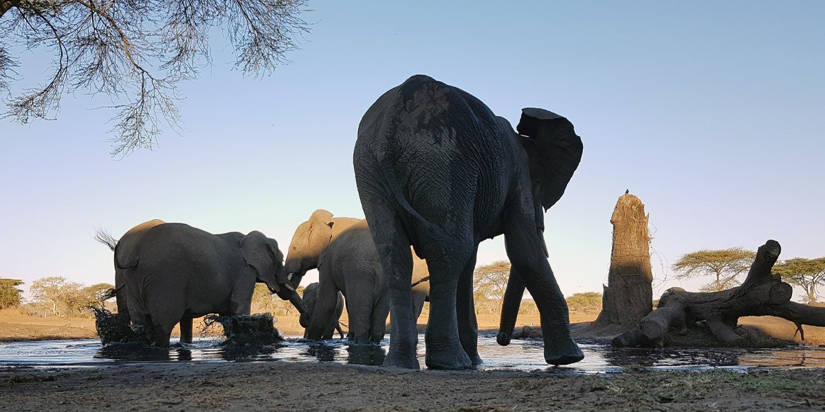 Elephants splashing in the water at the waterhole at Senyati Safari Camp