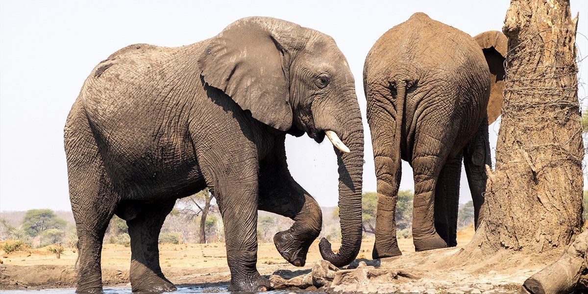 Two elephants interacting near a tree at Senyati Safari Camp