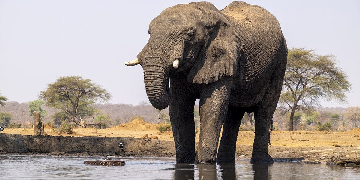 Elephant drinking at the waterhole at Senyati Safari Camp