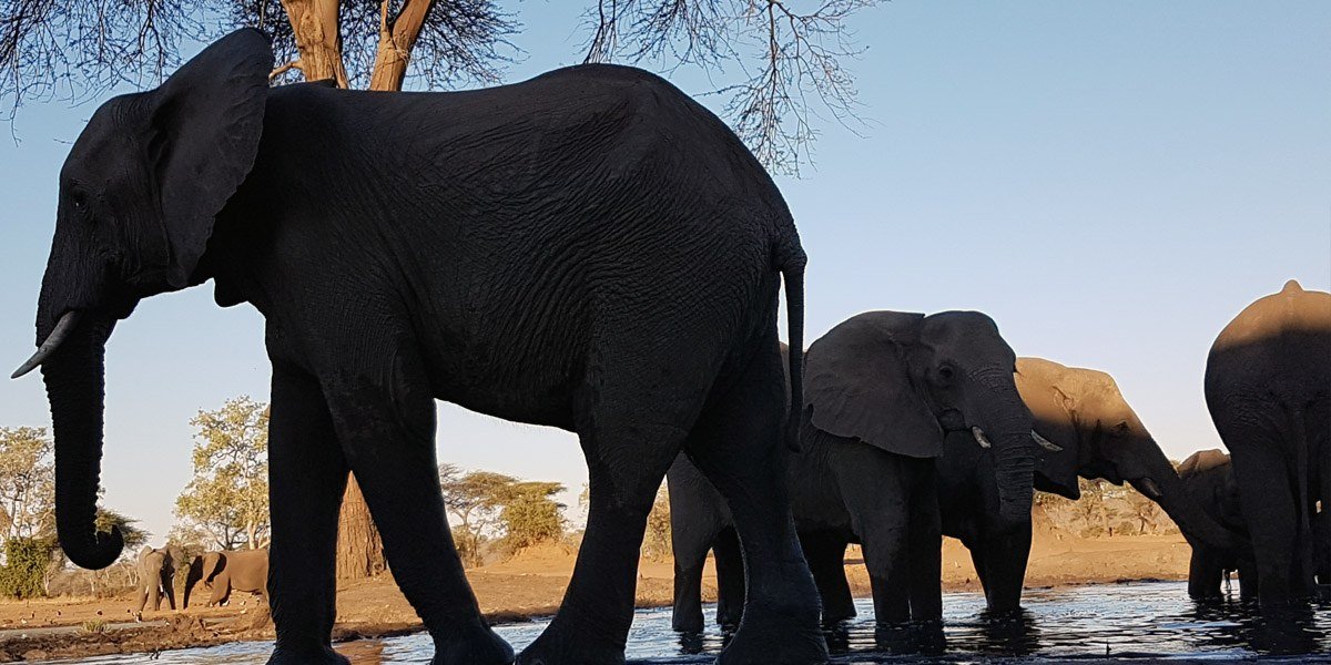 Elephant herd walking in line to the waterhole at Senyati Safari Camp