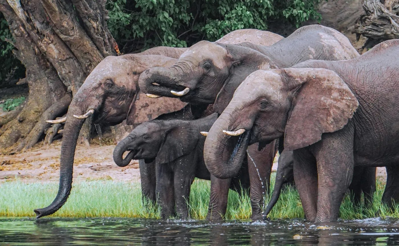 Elephants drinking from the riverbank at The Old House, Chobe
