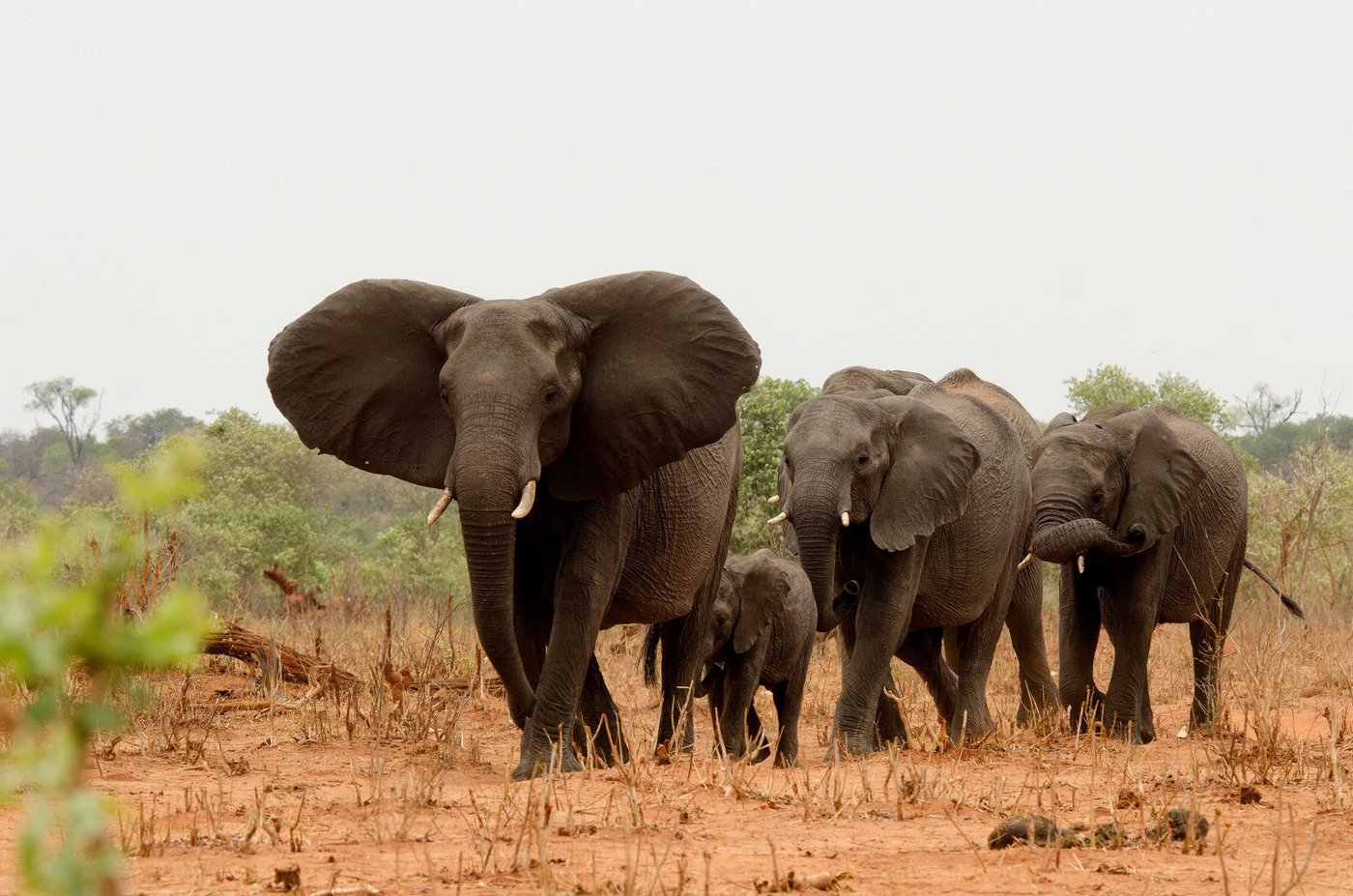 Elephant family walking across open ground near The Old House