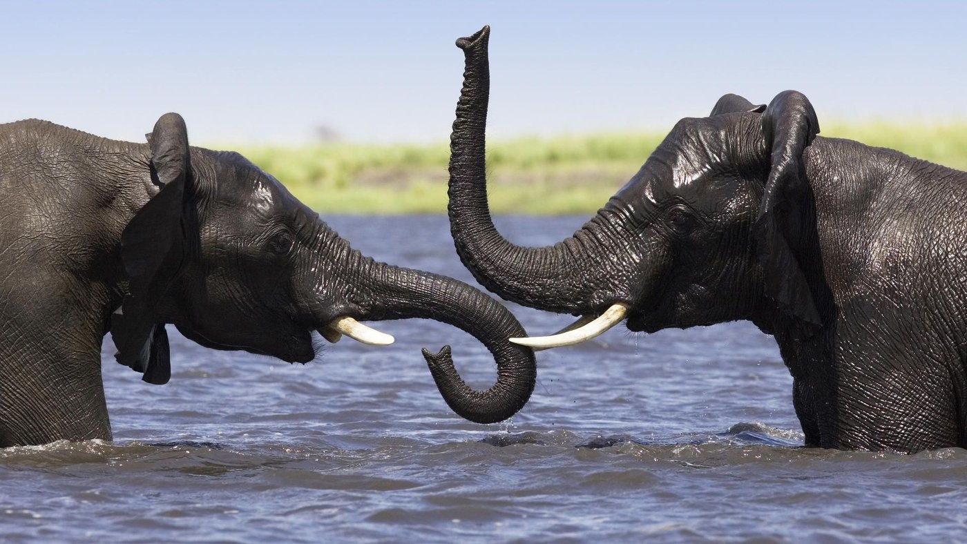 Two elephants play-wrestling with their trunks in the water at Big Five Chobe Lodge