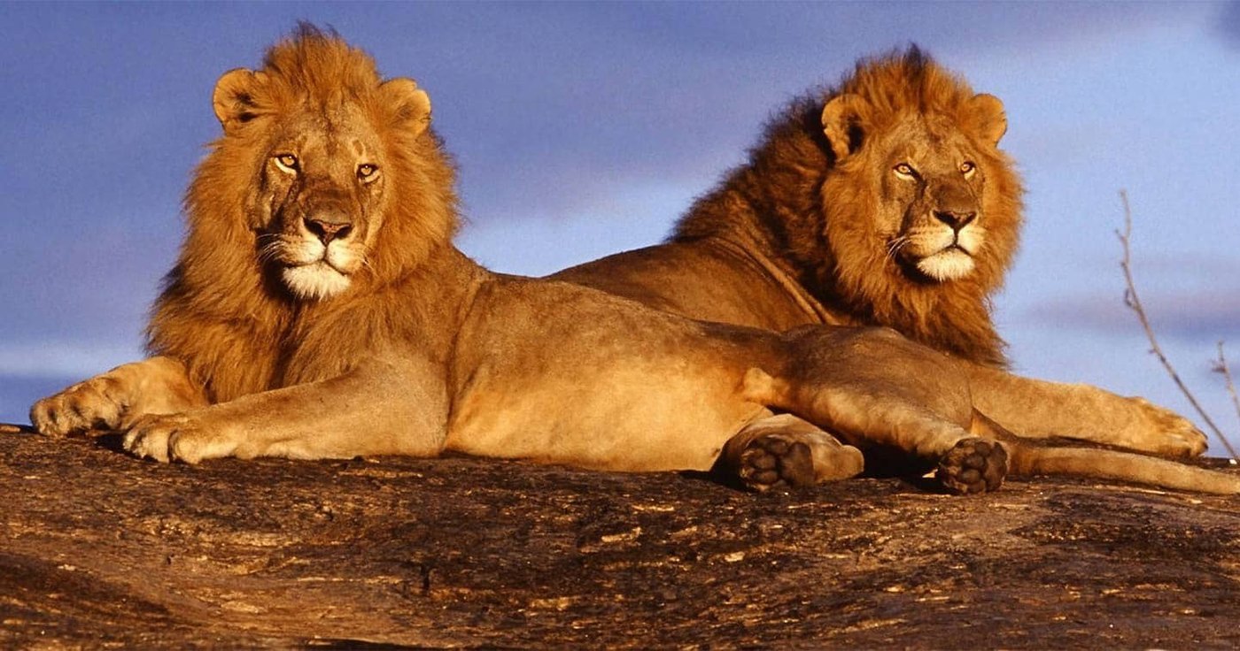 Two male lions resting together in the grass at Big Five Chobe Lodge