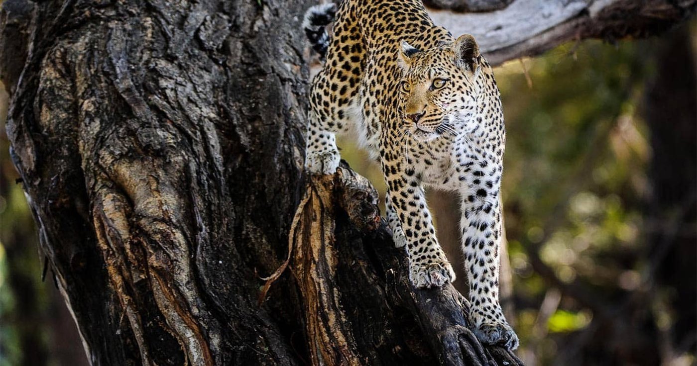 Leopard climbing along a tree trunk near Big Five Chobe Lodge