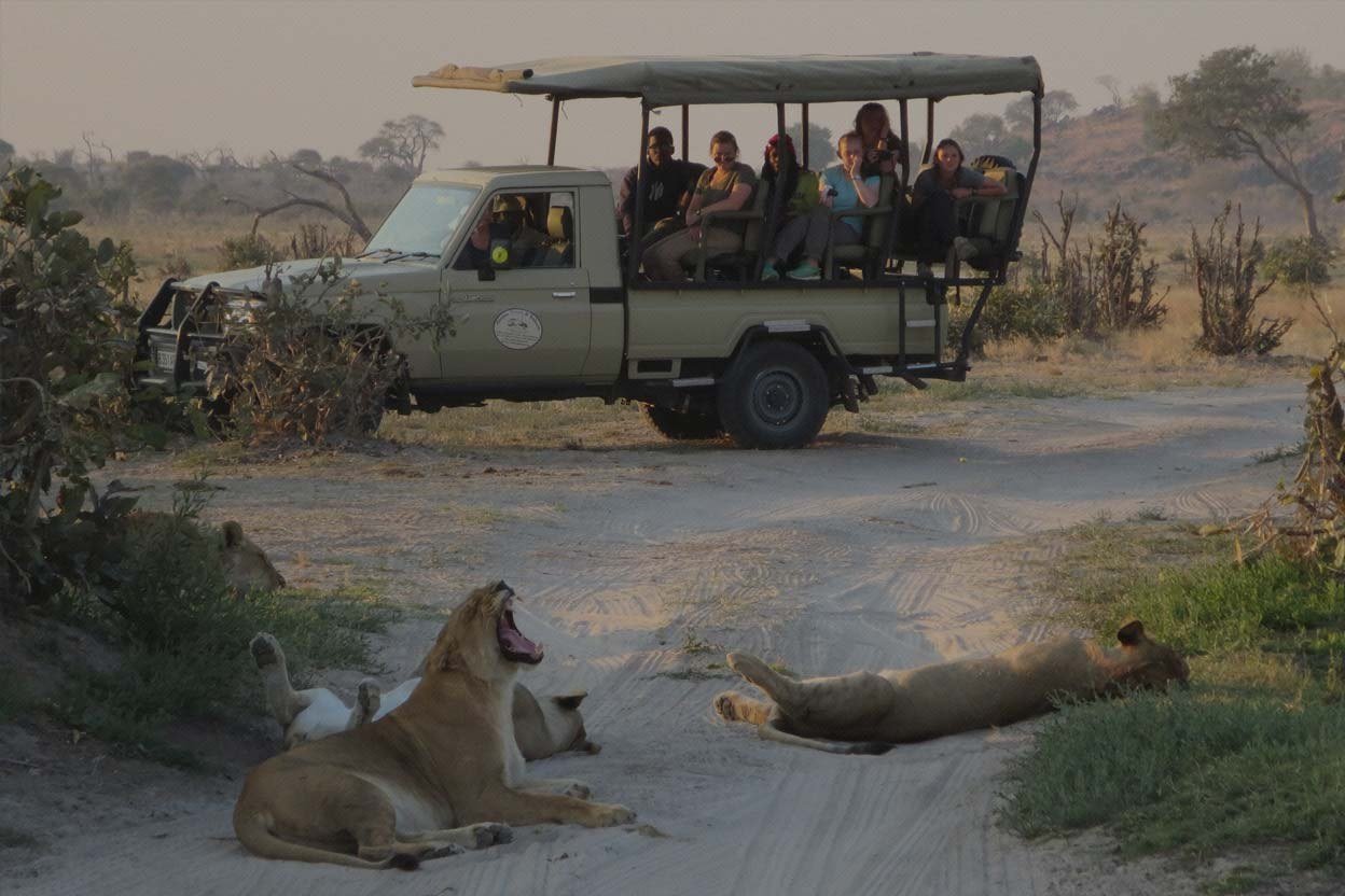 Lions resting on the ground near Water Lily Lodge