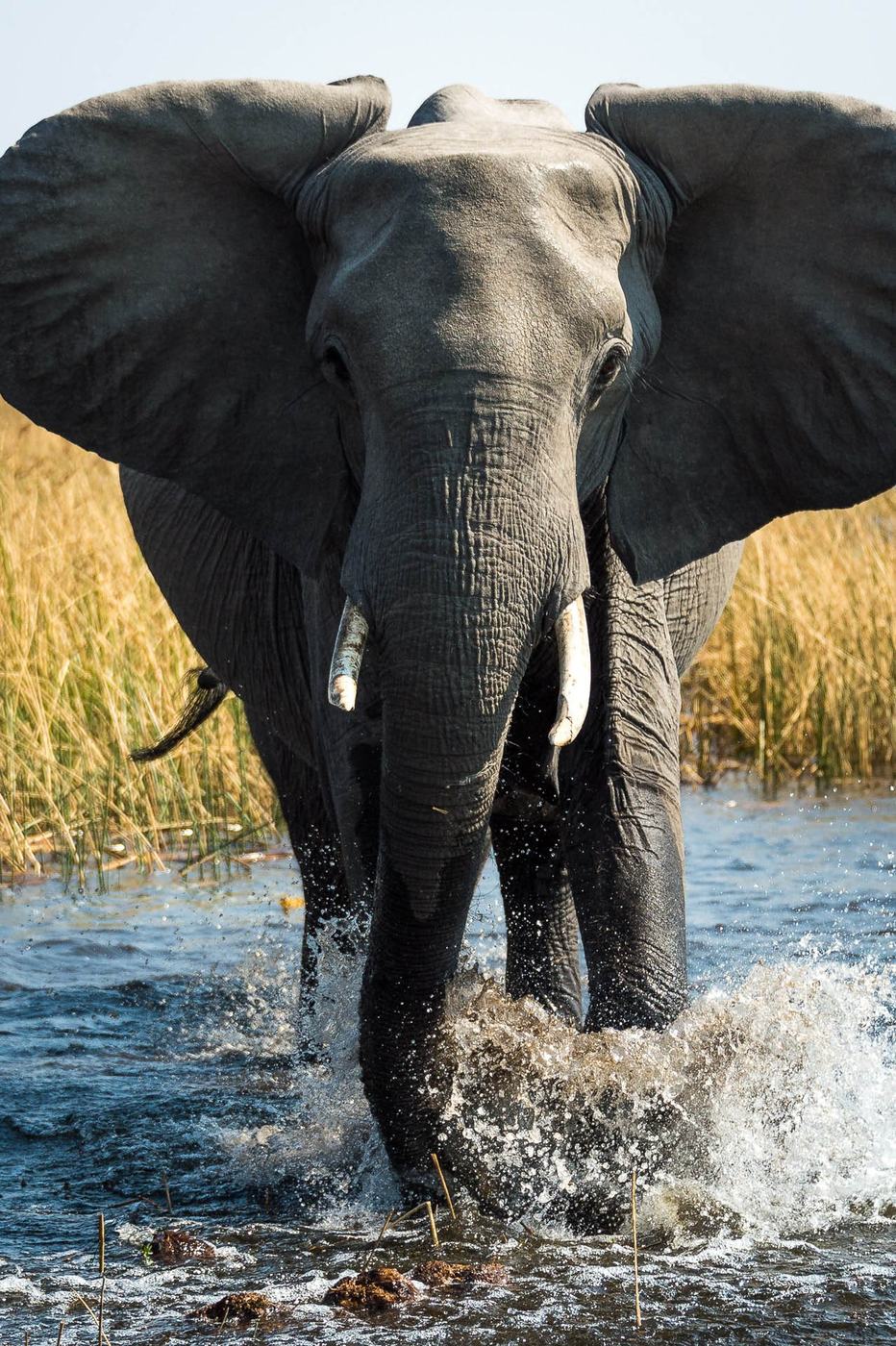 Elephant splashing through the water near Wilderness Savuti