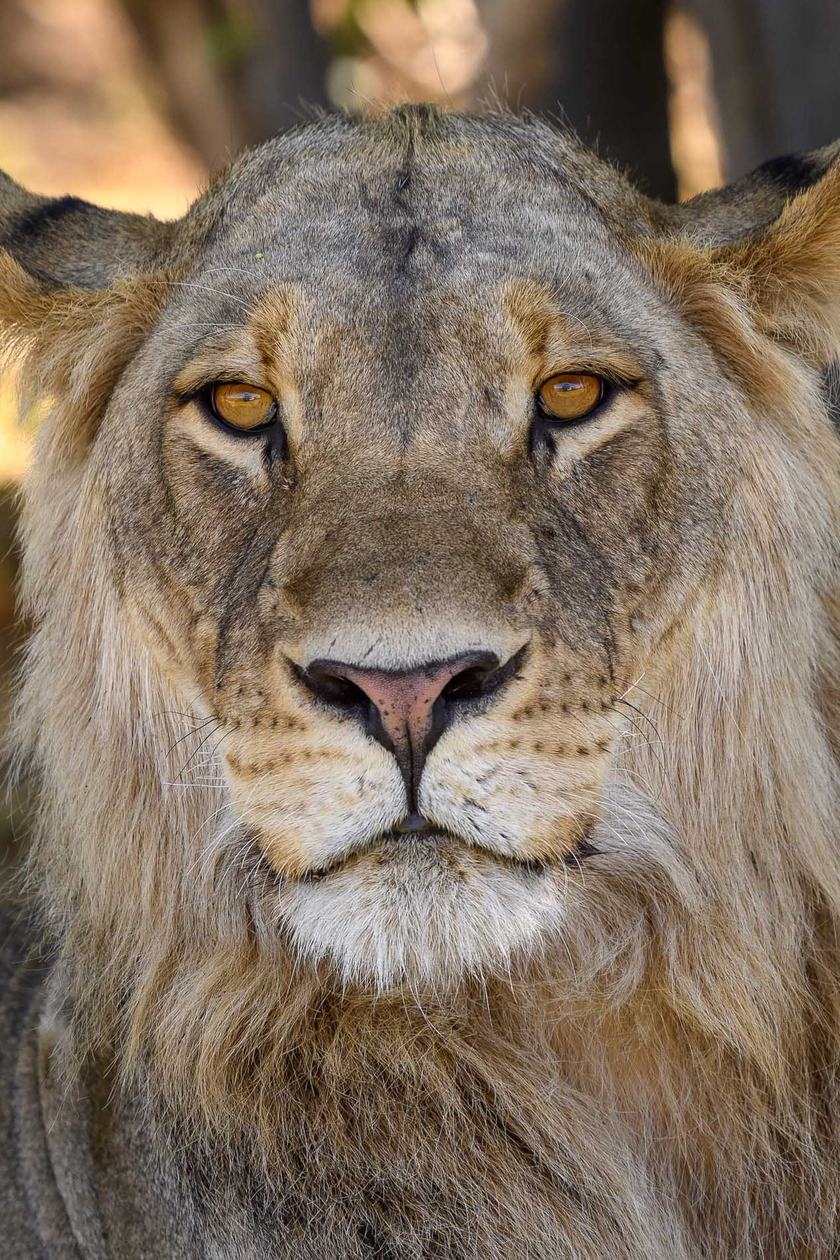 Close-up portrait of a lion near Wilderness Savuti