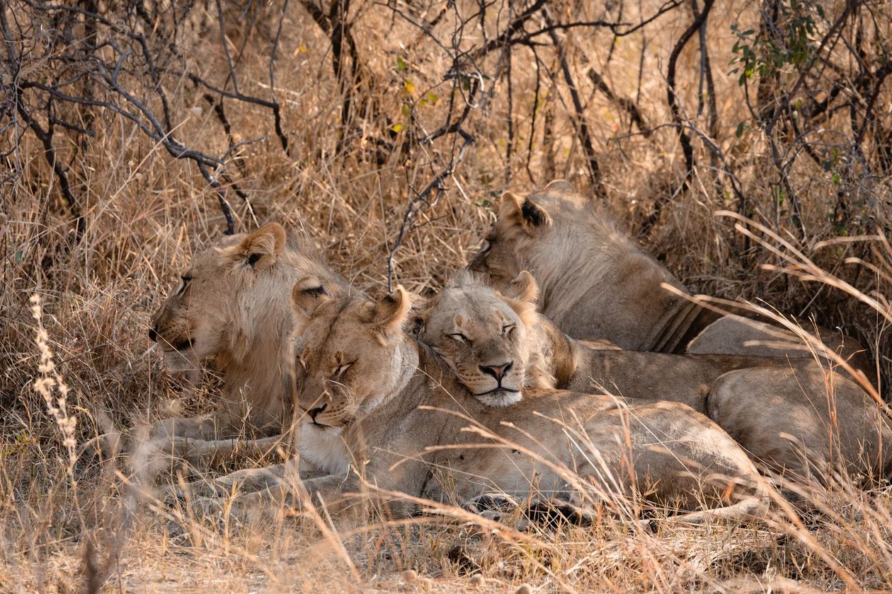 Pride of lions resting together in the grass near Wilderness Savuti