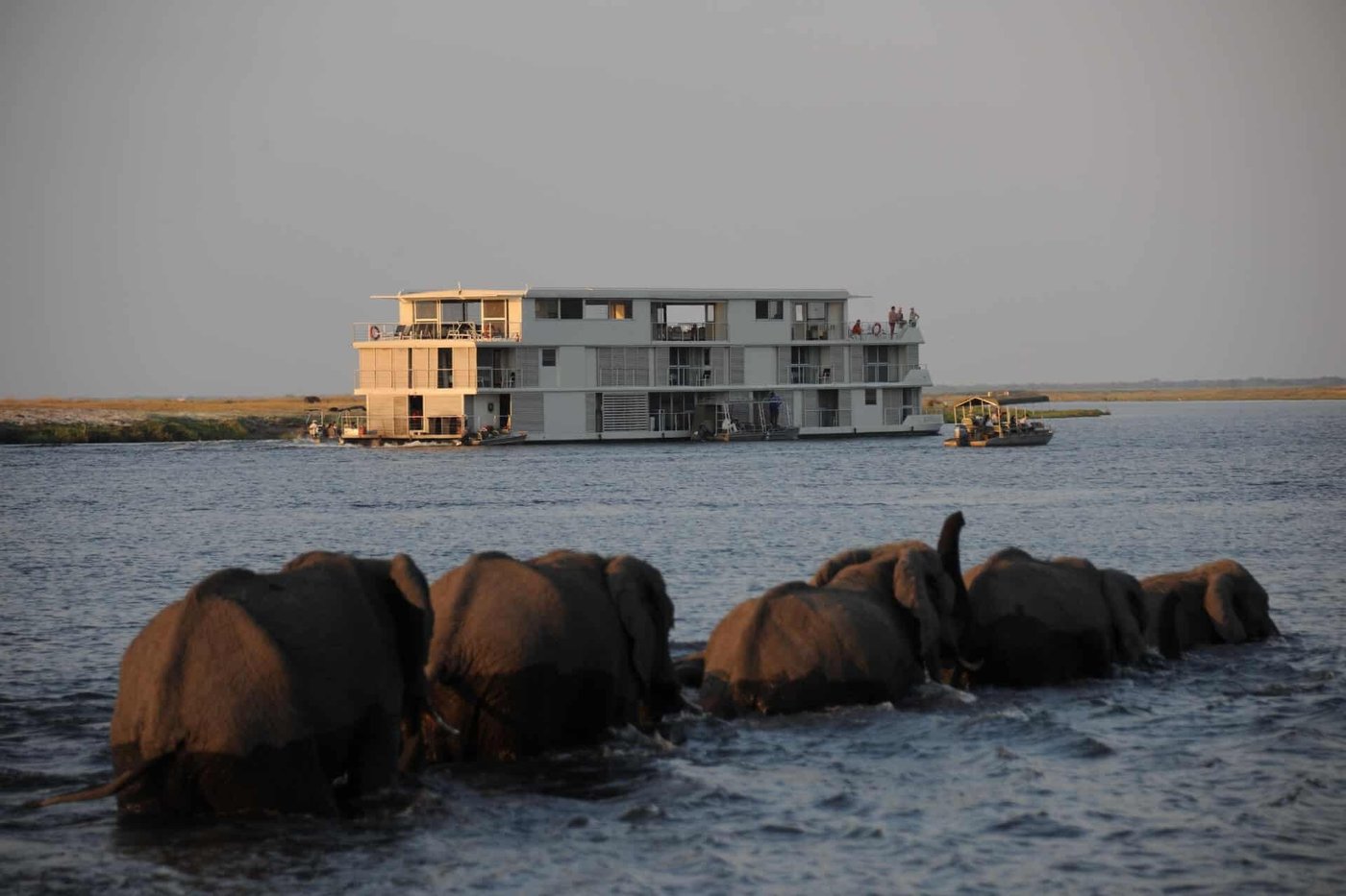 Houseboat on the river with buffalo at the water's edge at Zambezi Queen, Chobe