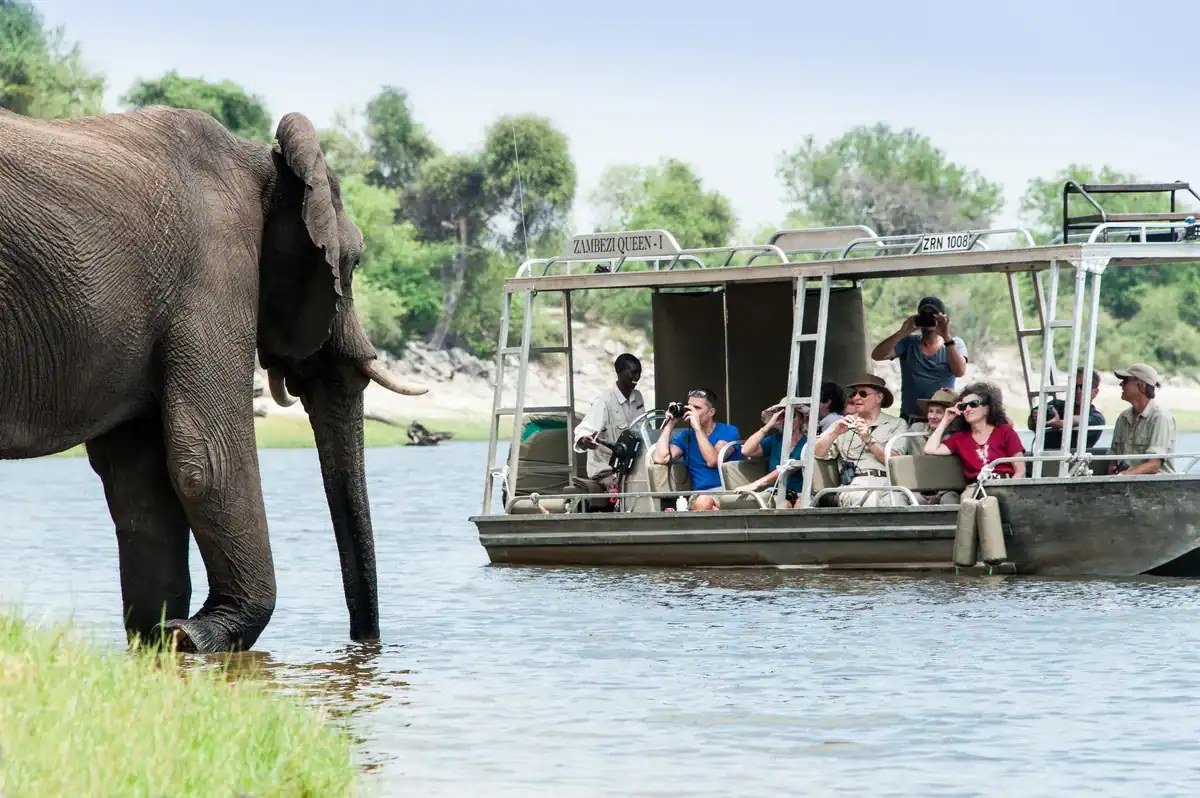 Elephant beside a tender boat with guests at Zambezi Queen