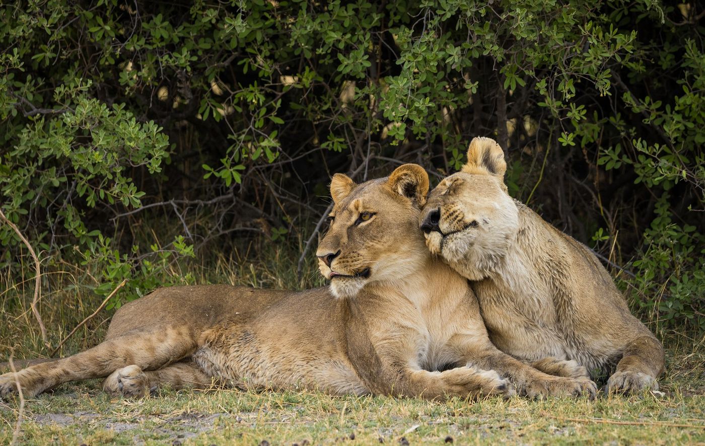 Two lions cuddling affectionately in the grass near Zarafa Camp