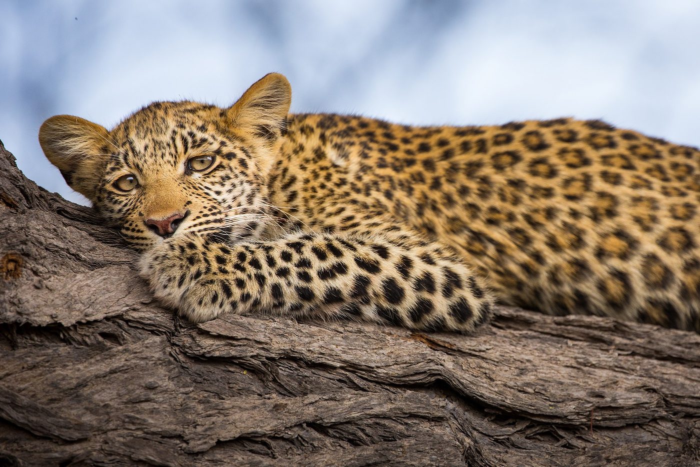 Leopard resting on a tree branch near Zarafa Camp