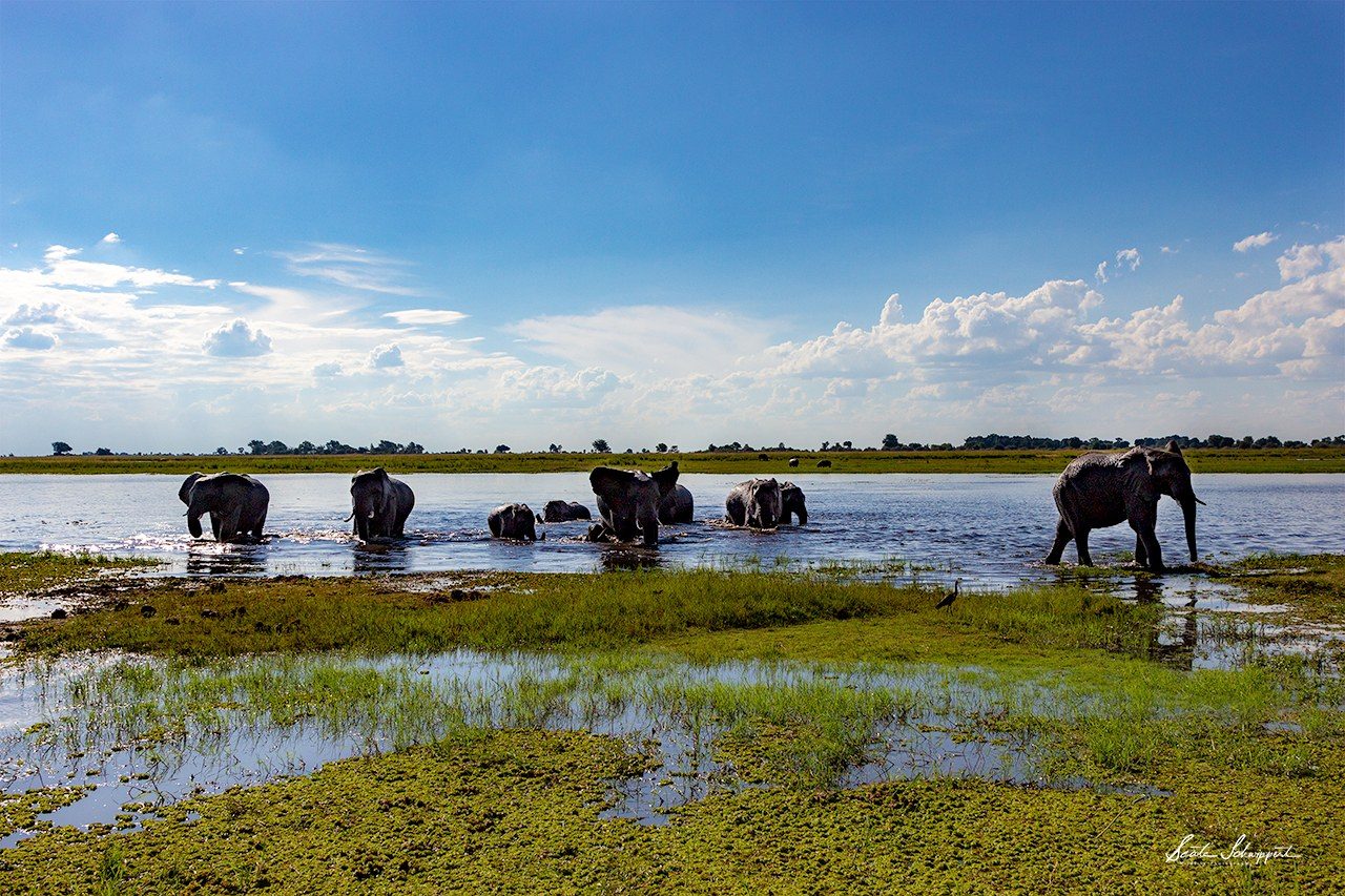 Elephants crossing the floodplain near Zovu Elephant Lodge
